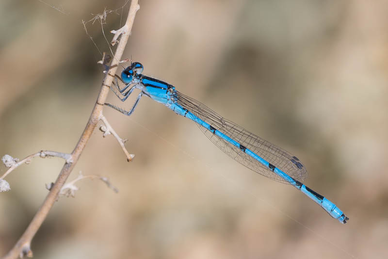 Dragonflies and Damselflies